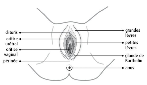 Schéma sexe de femme